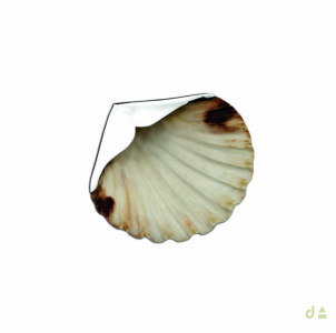CONCHA "VIEIRA" NATURAL C/APLIC. PLATA 1